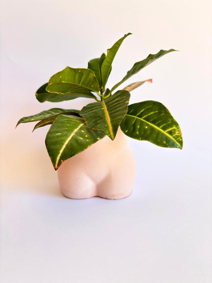 vase en forme de fesse artisanal avec une plante verte